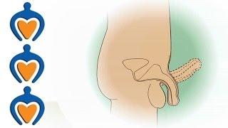 Men health animation