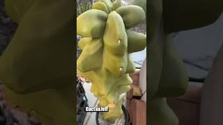Totem Pole Cactus Knobs! Gotta shoot them  #cactusjeff