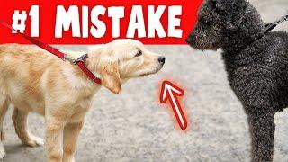 5 Puppy Socialization MISTAKES You Must Avoid!