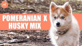 Pomsky Dog (Pomeranian x Husky Mix): 7 Facts You Need to Know