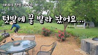 [미국 테네시]  아름다운 시골일상. 비가 와도 텃밭에만 가고 싶어요. #테네시 #시골생활 #비내리는날