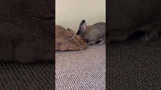 One Afternoon with Bunnies #shorts