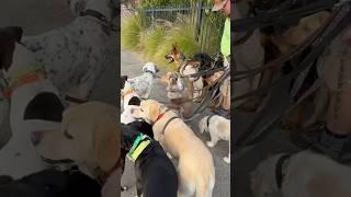 DOGEX:leading the pack #dogwalker #dogs #funny #dogreaction #dogobedience #dogshorts #drone #dog