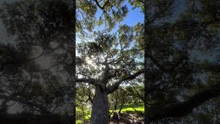  Grace in every branch  #treebeauty #naturelover #branchingout #outdoorvibes