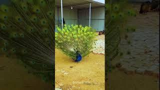 Beautiful peacock #peacock #beauty #birds #viral #shorts