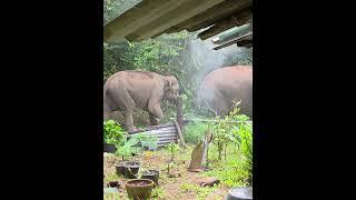 ช้างเลี้ยง #elephant