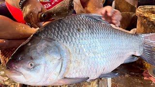 Incredible Big Carla Fish Cutting In Fish Market | Fish Cutting Skills