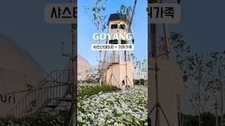 샤스타데이지꽃과 거위가족을 만날 수 있는 서울 근교 카페 #고양카페 #샤스타데이지 #5월여행지추천 #아이와나들이 #주말나들이 #경기도카페 #베이커리맛집
