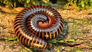 Archispirostreptus gigas (Giant African Millipede) Close-up