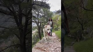 Первый долгий поход с алабаем #собака #путешествие #поход #travel #dog #doglover