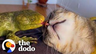 Cat Runs To Greet Her Lizard Brother | The Dodo