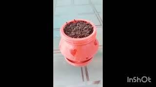 DIY....🪴 waest icecream container used as planters l Home plant parenting channel.