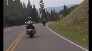 Kelly Vandever's Riding Partner, Mr. Buffalo