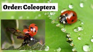 Order Coleoptera