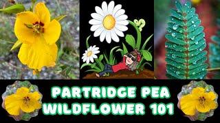 Partridge Pea - Chamaecrista fasciculata - Wildflower 101 Episode 71