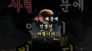 사람 복 없는 띠 vs 사람 복 터지는 띠… 당신은 어느 쪽인가요?
