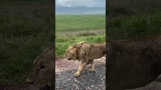 The future king, the animal world of the jungle, animal world, lion, male lion, lion