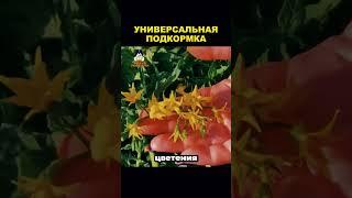 ДЛЯ ХОРОШЕГО УРОЖАЯ #рекомендации #дача #советы #огород #сад #урожай #рассада #shorts #удобрение