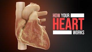 How the Heart Works (Animation)