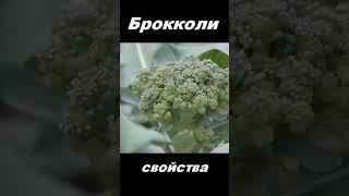 Брокколи, овощ, питательные вещества #shorts