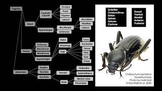 Unlocking the power of morphological data with the Coleoptera Anatomy Ontology