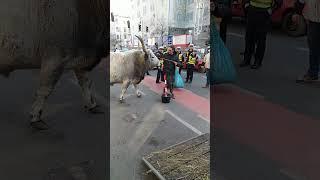 Hungary Longhorn Cow in Budapest