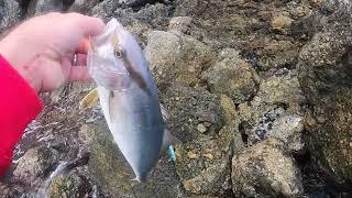 Shore jigging, Cavagnola da scogliera con Manbika 100 XH