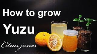 How to grow Yuzu from seed｜Korean citron Yuja｜How to grow #5 Yuzu｜Eng Sub