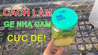 Cách làm GE nha đam | Cách sử dụng GE nha đam cho lan