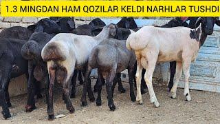 1.3 MINGDAN HAM QOZILAR KELDI NARHLAR TUSHDI