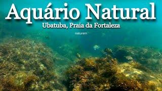 Praia da Fortaleza Ubatuba:  a famosa Piscina Natural, um aquário de peixes coloridos em Ubatuba!