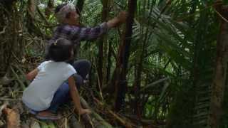 The living bridges of Meghalaya