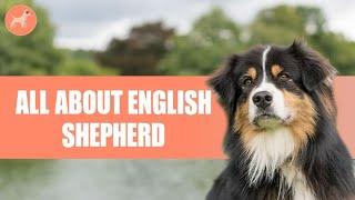 English Shepherd-  History, Grooming, Personality, & More! (Detailed Guide)