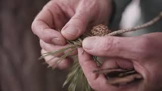 Ireland’s Native Trees - EPISODE 2  SCOTS PINE