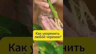 Как укоренить любой черенок!  #огород  #дача #рецепт #garden