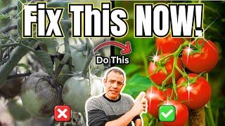 Tomato Growing Hacks the Pros Don’t Share!