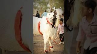 Badshah Kha