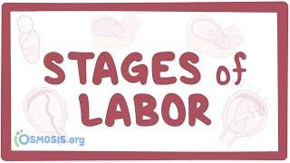 Stages of labor - physiology