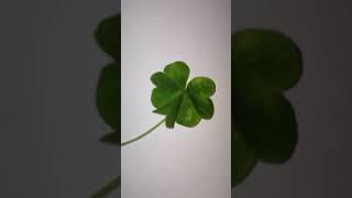 #four leaf clover #plant #clover #love #