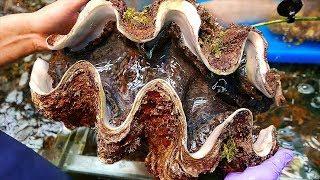 Japanese Street Food - $100 GIANT CLAM Seafood Japan