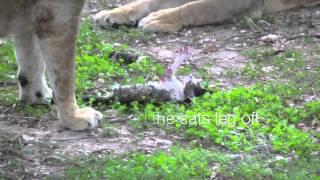 Lion Eats Cat