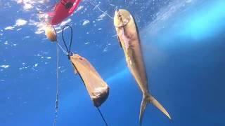 Hawaii Spearfishing 2020 WHAT!?!? Shoreline MAHI!!!