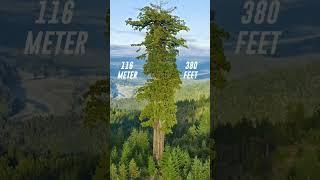 World Ka Sabse Uncha Tree  Hyperion  (Tallest Tree In The World) #viral #shorts #trending