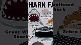 Types of sharks faces       WHALE SHARK