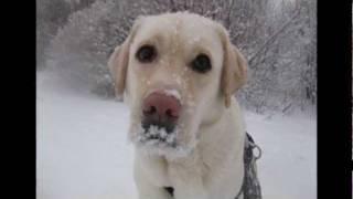 Classic Danish winter and my dog Benny.