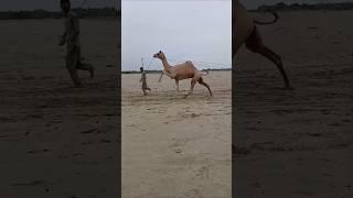 bahut hi Shandar Unt ka dance  #camel #cameldancevideo #shahbazmaharvelog