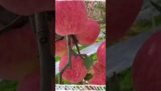 Fruit Video 29 #fruits #fruitvideo #fruitgarden #fruitcutting #fruitvlog #shorts #dreamwork #travel