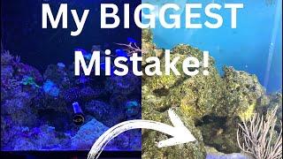 My Reef Tank Disaster: Lessons Learned the Hard Way