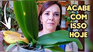 Como ACABAR com MANCHAS e FUNGOS nas ORQUÍDEAS ️