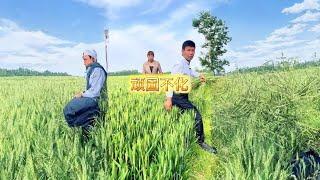 粮食农民的希望#农民种地不容易 #原创视频